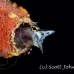 blenny_arrow_mog_jar_h_0101_cub1867_crop.jpg